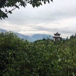 Photo of tea estate where gao shan yun wu grown