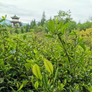 Photo of Tea leaves on tea Estate with pagoda in backgroundGuizhou